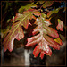 Red Oak Leaves