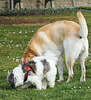 Hundebekanntschaft
