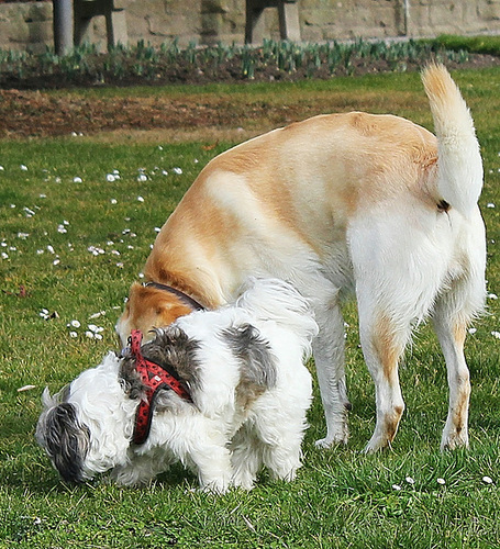 Hundebekanntschaft