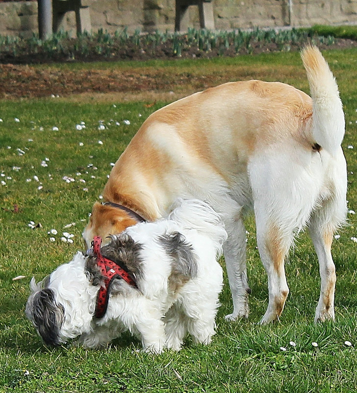 Hundebekanntschaft