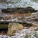 Old log and rock supporting bridge 5266319895 o