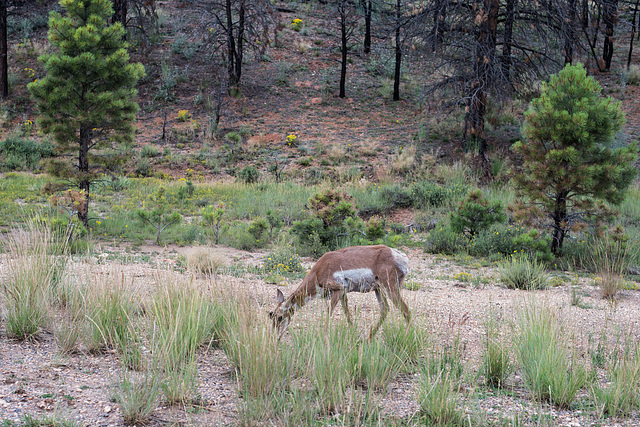 Pronghorn