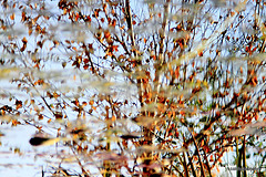 Inversed Reflections in the water 5131841398 o