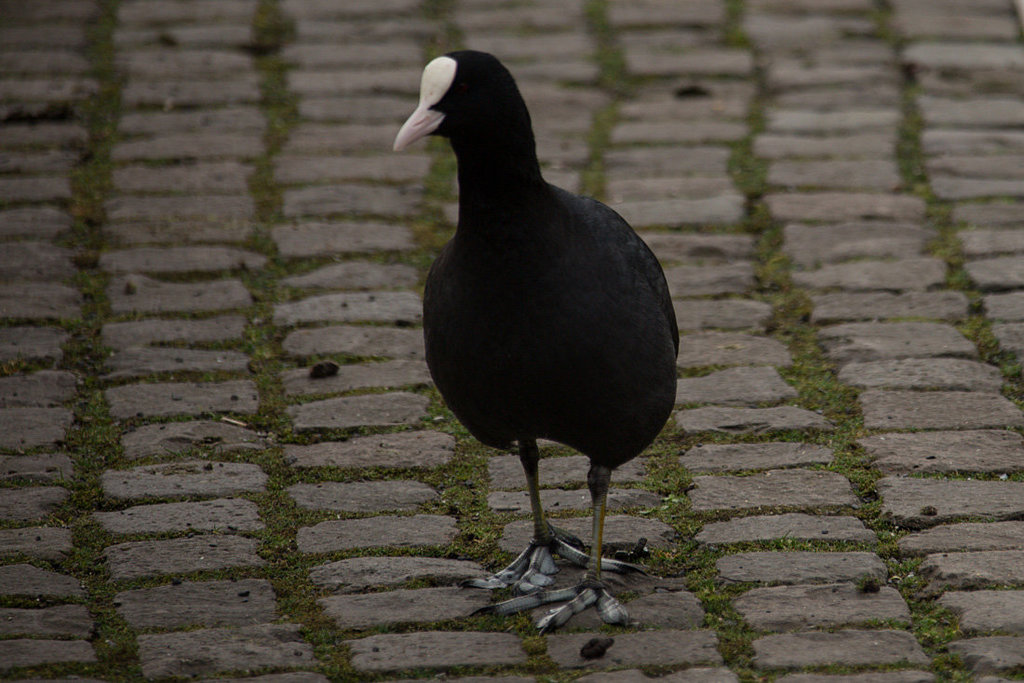 20140221 0048VRAw [D~OB] Blässhuhn, Kaisergarten, Oberhausen