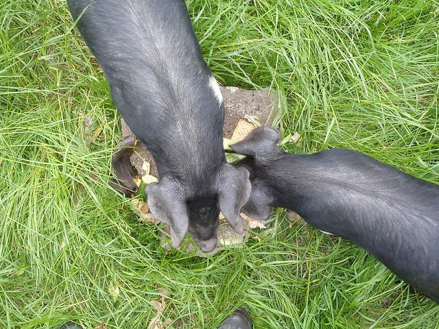 piggies from above