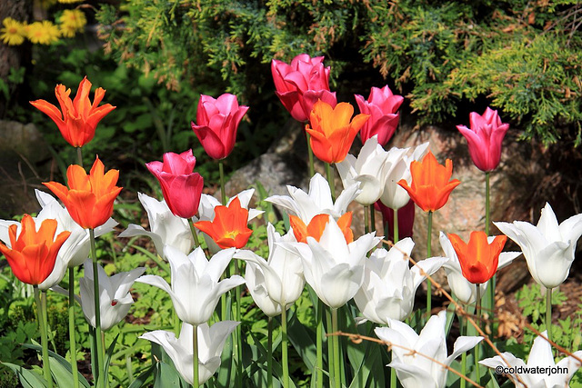 Tulips on yet another sunny morning!