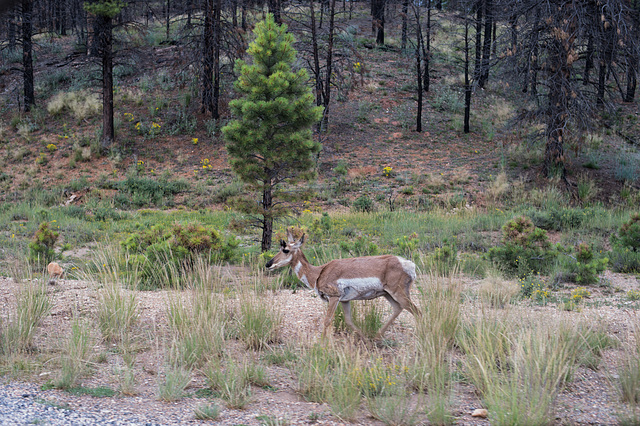 Pronghorn