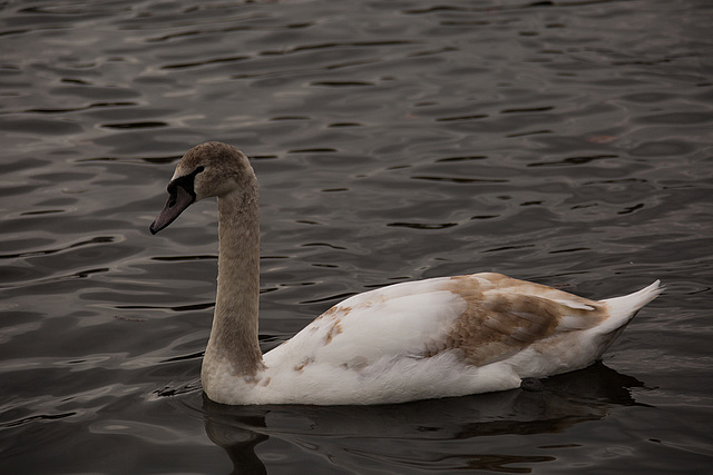 20140221 0047VRAw [D~OB] Höckerschwan (Cygnus olar) [JV], Kaisergarten, Oberhausen