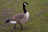 20140221 0046VRAw [D~OB] Kanadagans (Branta canadensis), Kaisergarten, Oberhausen