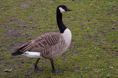 20140221 0046VRAw [D~OB] Kanadagans (Branta canadensis), Kaisergarten, Oberhausen