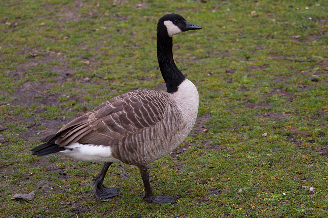 20140221 0046VRAw [D~OB] Kanadagans (Branta canadensis), Kaisergarten, Oberhausen