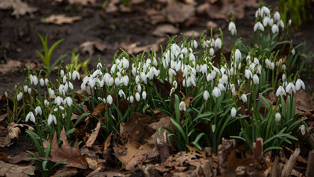 20140221 0043VRAw [D~OB] Schneeglöckchen (Galanthus nivalis), Kaisergarten, Oberhausen