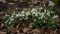 20140221 0043VRAw [D~OB] Schneeglöckchen (Galanthus nivalis), Kaisergarten, Oberhausen