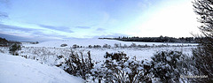 Sun and snow - garden walk Dec 10 2011
