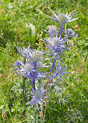 Pyrenean Blue Thistle