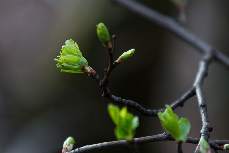 20140221 0041VRAw [D~OB] Eingriffliger Weißdorn (Crataegus monogyna), Knospen, Kaisergarten, Oberhausen