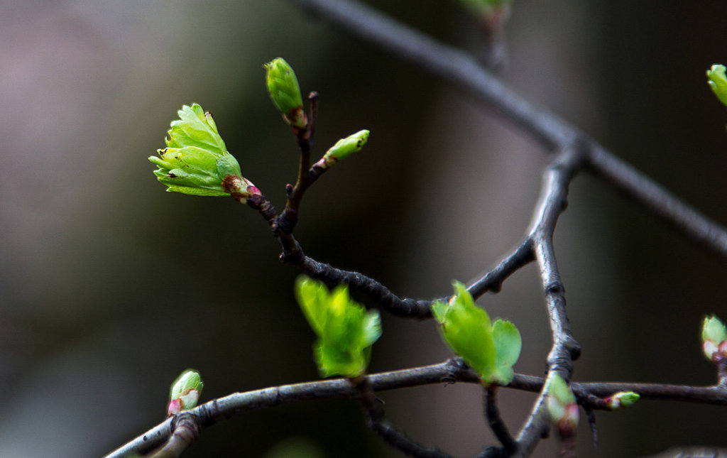 20140221 0040VRAw [D~OB] Eingriffliger Weißdorn (Crataegus monogyna), Knospen, Kaisergarten, Oberhausen