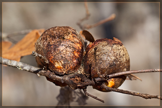 Pair of Colorful Wasp Galls