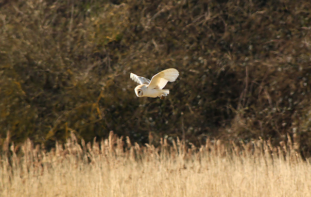 Panel Valley Barn Owl