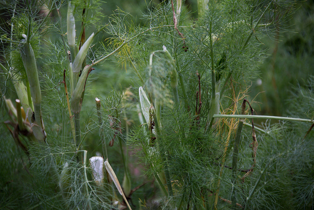 20140221 0038VRAw [D~OB] Fenchel (Foeniculum vulgare), Kaisergarten, Oberhausen