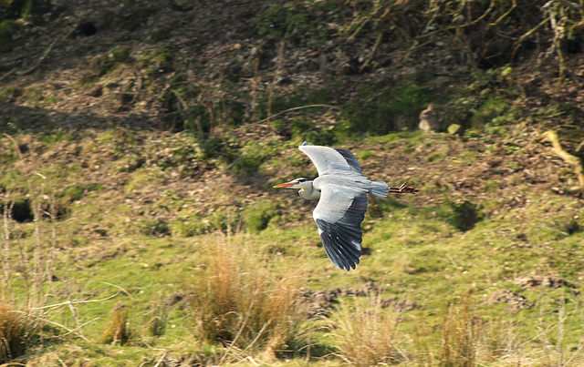 Panel Valley Heron