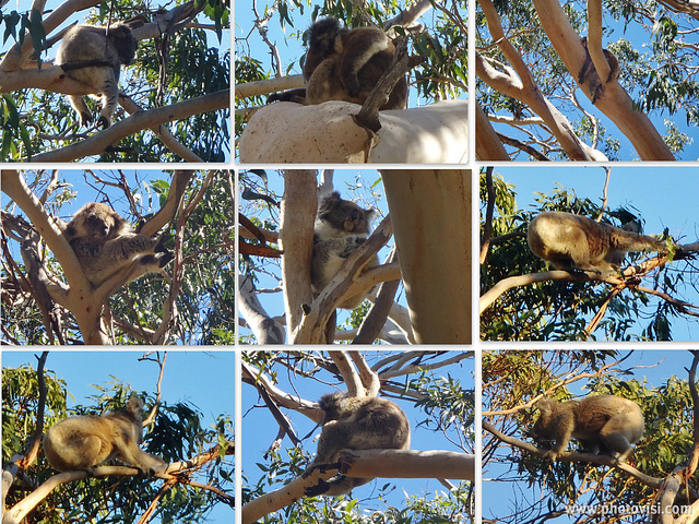 koalas galore!