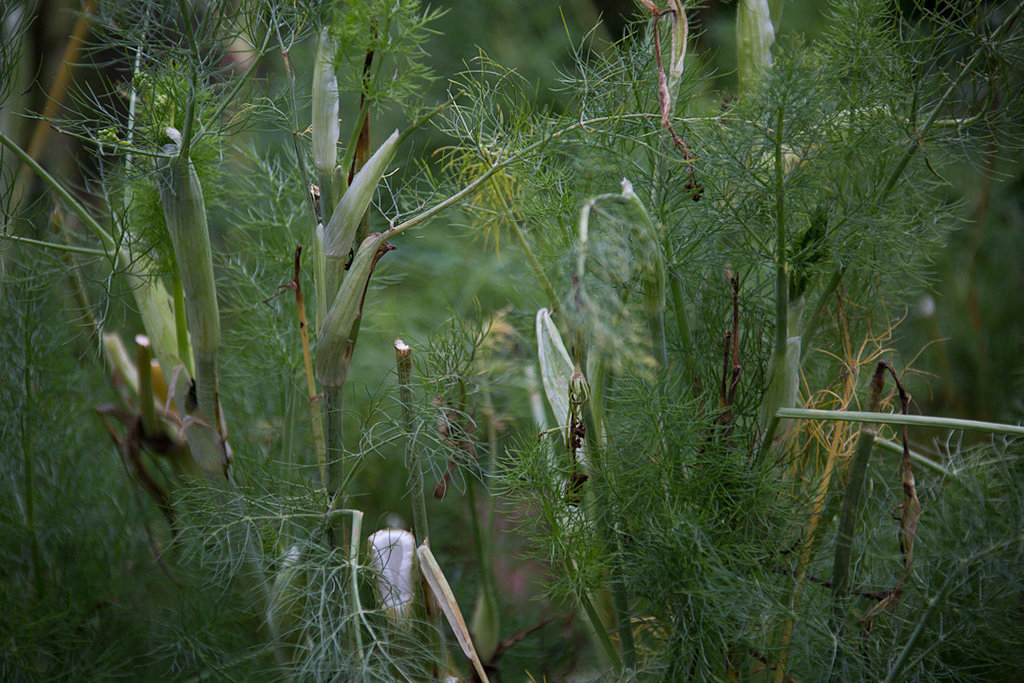 20140221 0036VRAw [D~OB] Fenchel (Foeniculum vulgare), Kaisergarten, Oberhausen