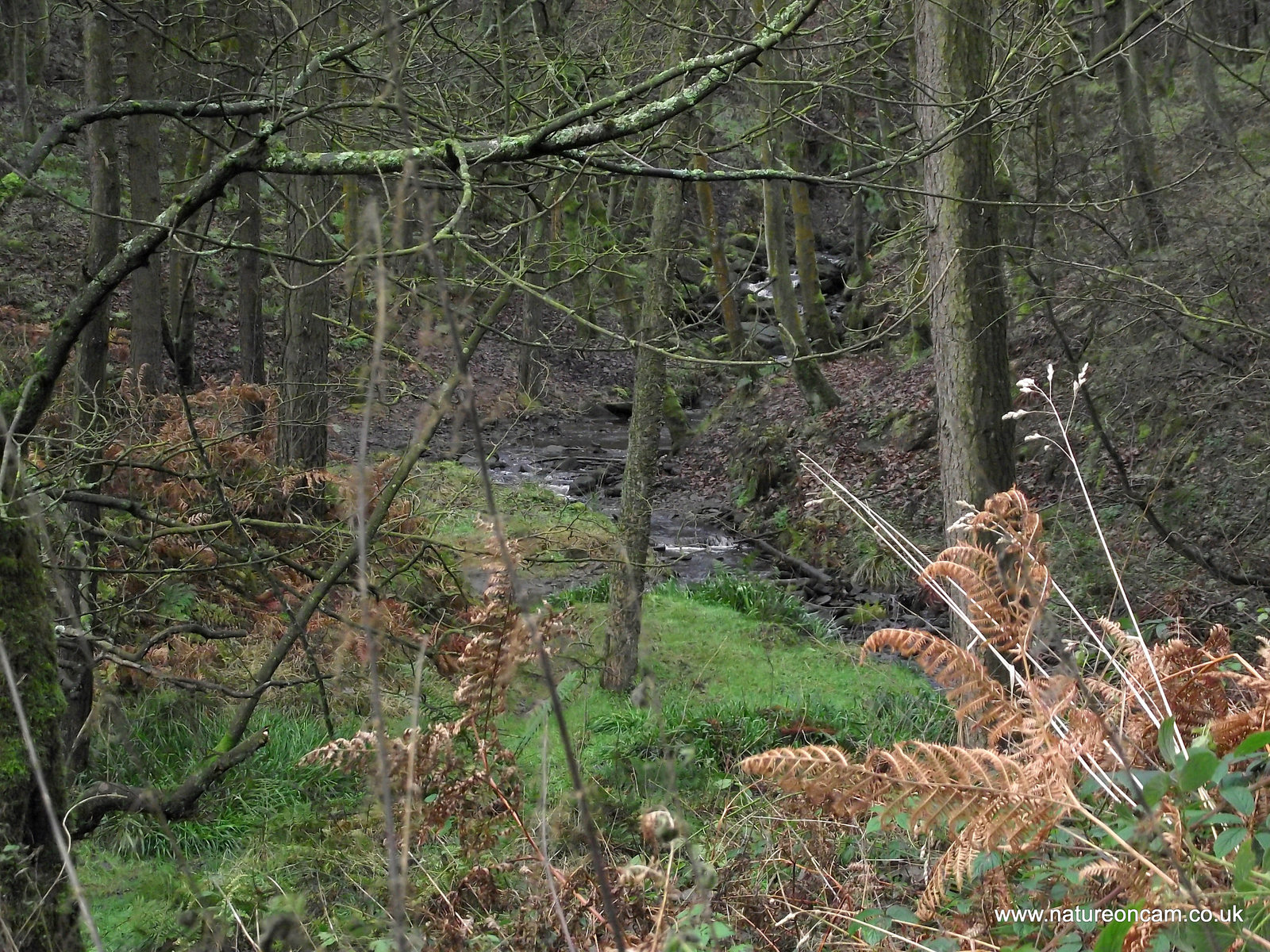 Ogden Moor and Waterfall