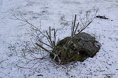 Ruthlessly pruned willow 5266319361 o