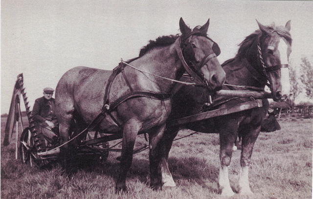 1940s Opa with the horses mowing the hay