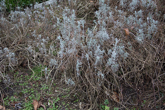 20140221 0034VRAw [D~OB] Kaisergarten, Oberhausen