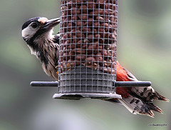Greater spotted woodpecker