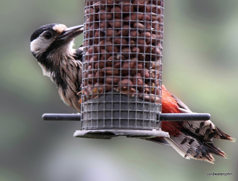 Greater spotted woodpecker