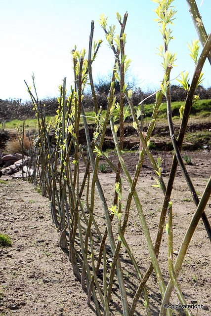 Living Willow woven Fencing...