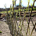 Living Willow woven Fencing...
