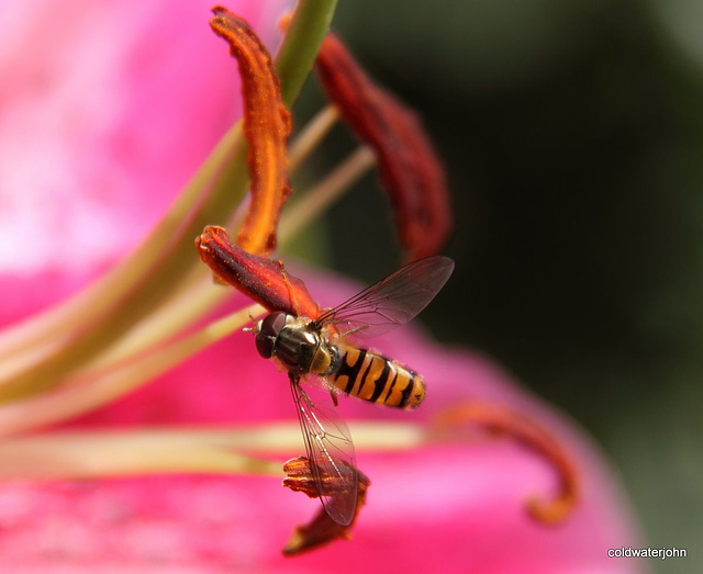 Hoverflies on lily 4929158824 o