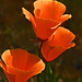 Eschscholzia californica Eschscholzia californica