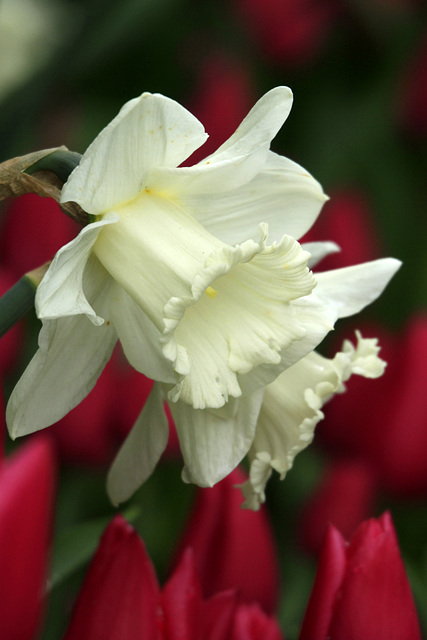 Daffodils and Tulips Daffodils and Tulips