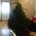 Christmas tree 001