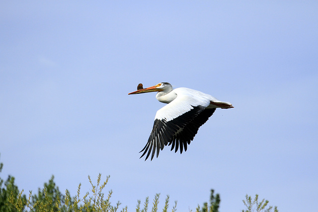 White Pelican