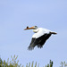 White Pelican