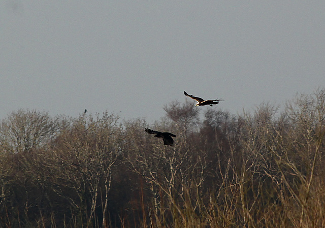 Marsh Harrier & Crow