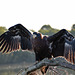 Steller's Sea Eagle