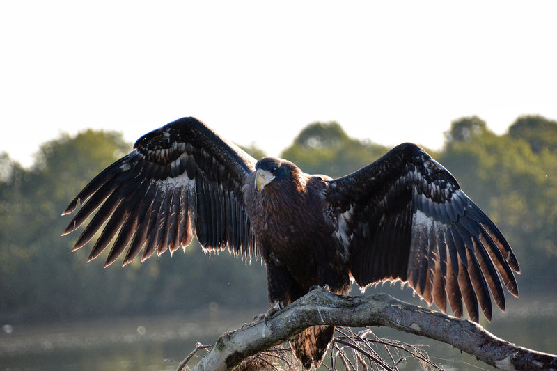 Steller's Sea Eagle