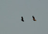 Marsh Harrier @ Filsham