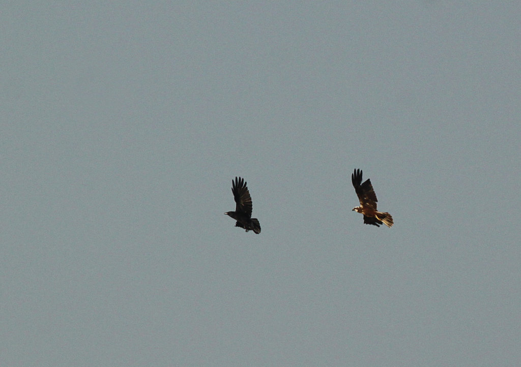 Marsh Harrier @ Filsham