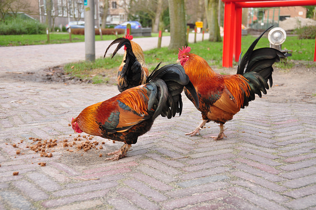 Chickens eating their Xmas dinner