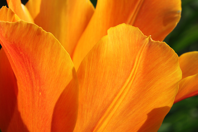 Tulip