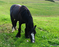 Gypsy Irish Cob grazing