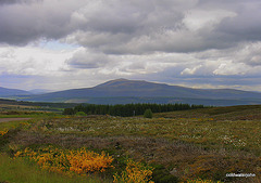 Ben Rinnes 4114906316 o